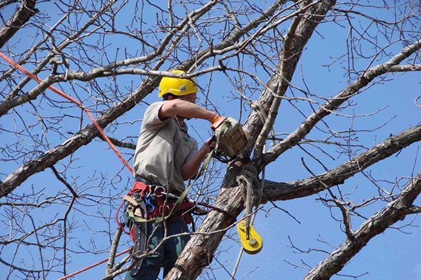 Обрезка и формирование кроны